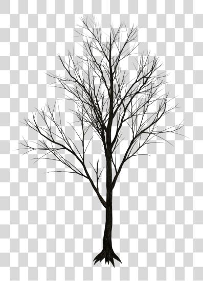 下载 Dry Tree 真实 Leafless Tree PNG file