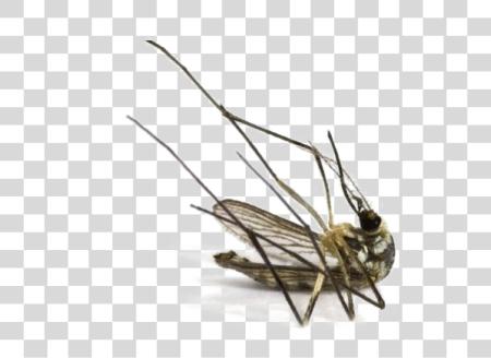 Download Mosquito Image Dead Mosquito PNG file