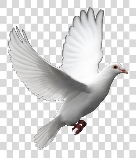 下载 Pigeon Pigeon PNG file