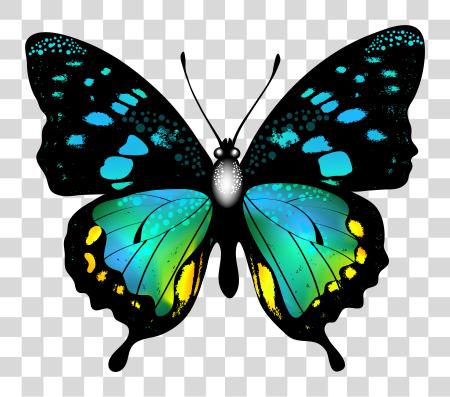 Download Blue Colorful Butterfly Image Graphics Real Colourful Butterfly PNG file