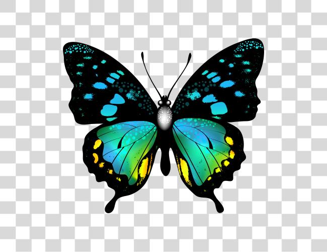 Download azul colorido mariposa Image Graphics real Colourful mariposa Clip arte