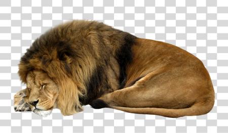 Download Lion Sleeping PNG file