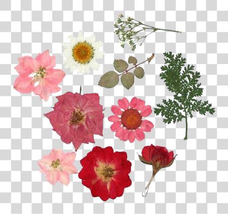 Download Royalty Across The Universe Yebbi Dried Pressed Flowers PNG file