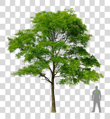 Download Tree Plant Plan Transprent miel Locust Tree PNG file