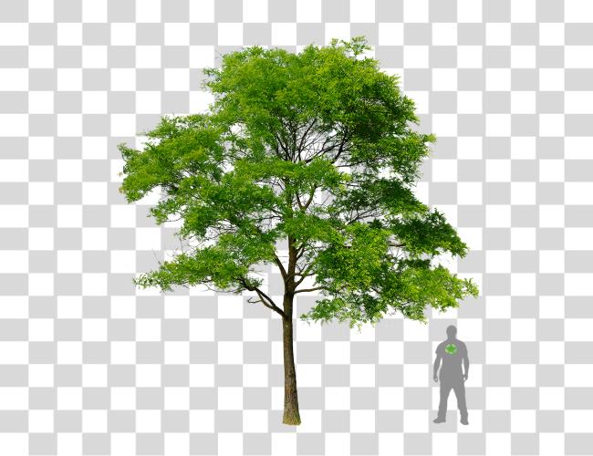 Download Tree Plant Plan Transprent Honey Locust Tree Clip Art