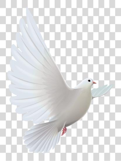 Download 3904 X 5175 16 White Dove Bird PNG file