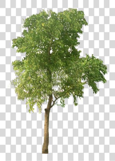 Download Arbre Tree Cut Out Cut Out People Architecture Tree High Resolution PNG file