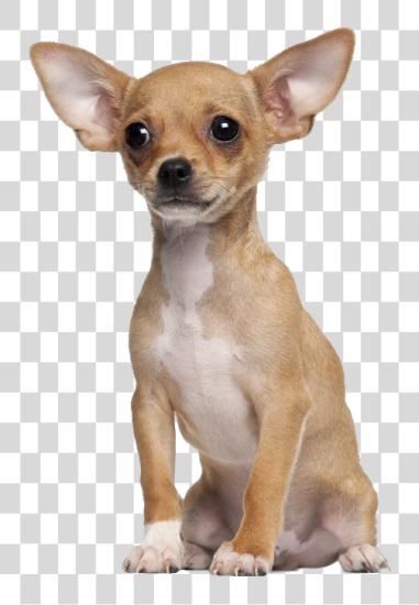 Download Chopra The Chihuahua Small Tiny Dogs PNG file