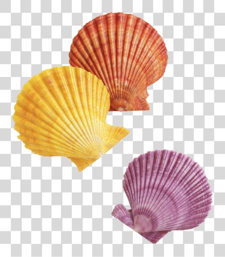 Download Sea Shell Seashells PNG file