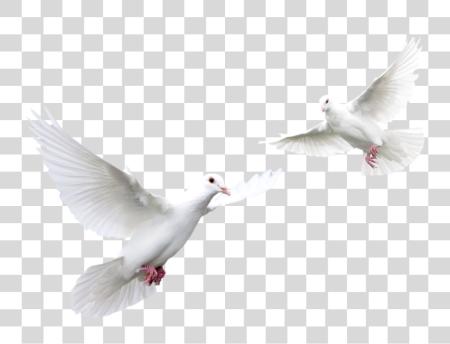 下载 Pigeon 白色 Doves PNG file