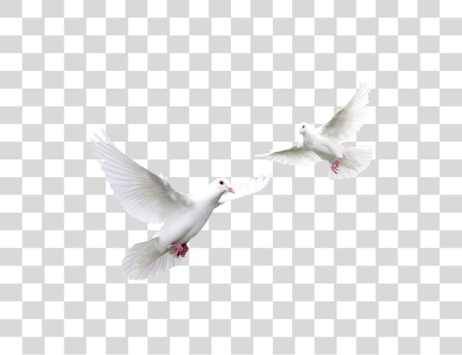 تحميل Pigeon أبيض Doves مقطوعة فن