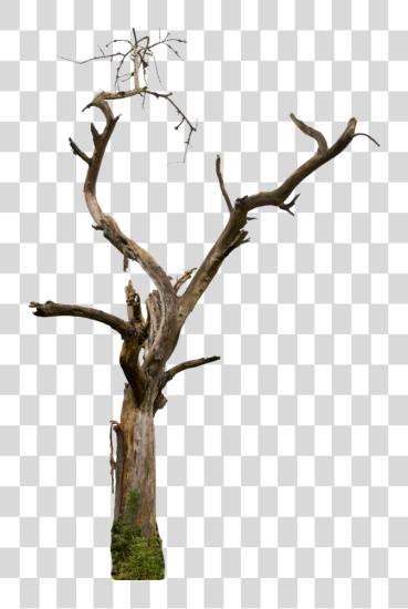 下载 Dry Tree Dry Tree Branches PNG file