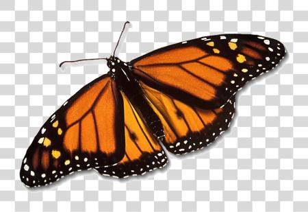 Download Monarch Butterfly Monarch Butterfly PNG file