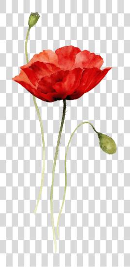 Download Red Poppy Watercolor Tattoo Poppy Flower Watercolor PNG file