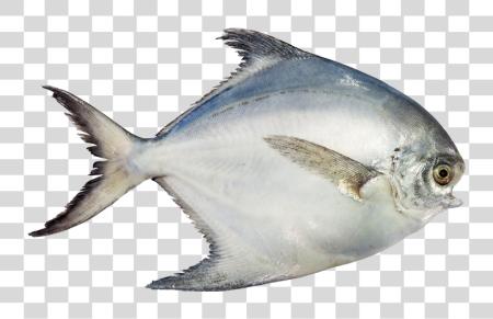 Download Pomfret White Pomfret Fish PNG file