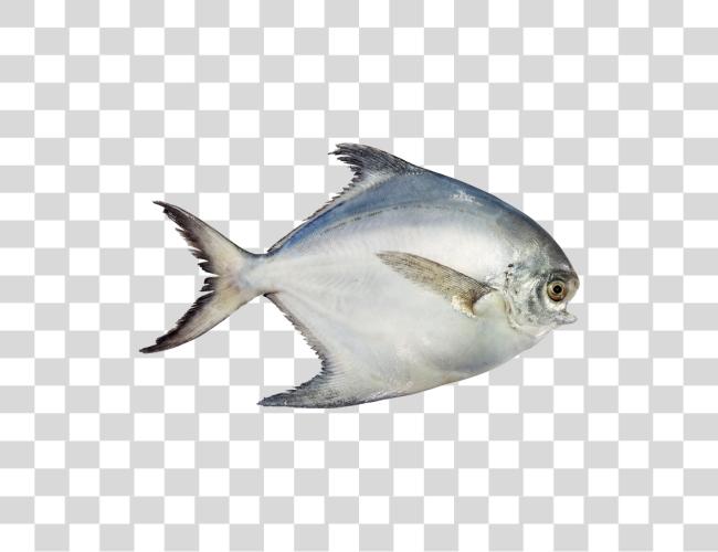 Download Pomfret White Pomfret Fish Clip Art