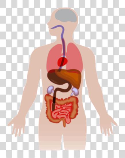 Download Liver Organ Anatomy Medicine Hepatology Human Body PNG file