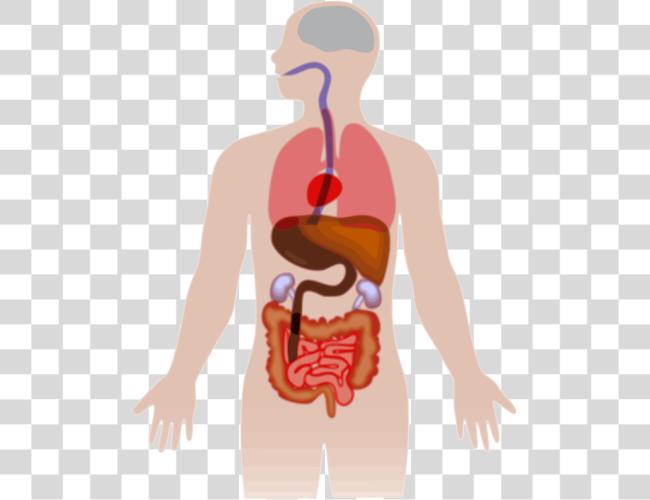 Download Liver Organ Anatomy Medicine Hepatology Human Body Clip Art