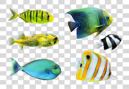 Download Tropical Fish Tropical Fish PNG file