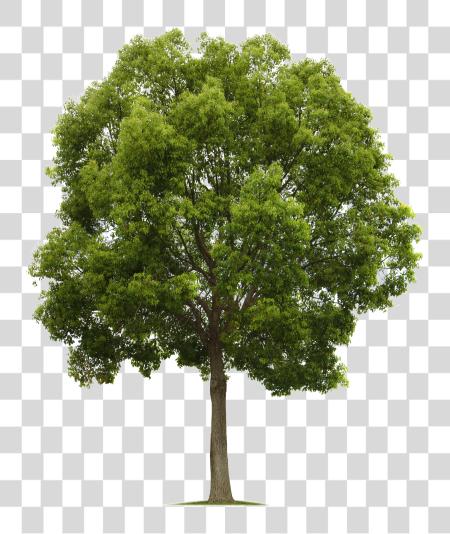 Download Maple Tree alto Quality Tree PNG file