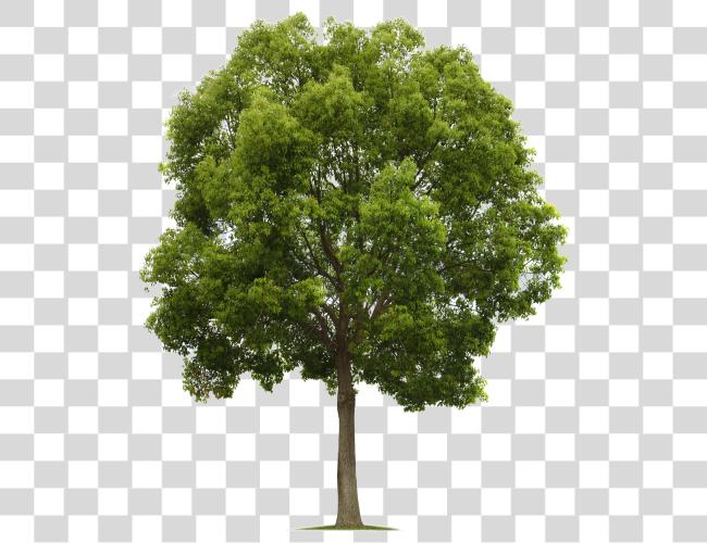 Download Maple Tree alto Quality Tree Clip arte