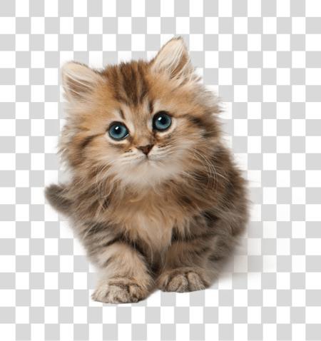 Download Cute Cat Pluspng Cute Cat PNG file