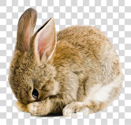 Download Easter Rabbit Pic Easter Bunny PNG file