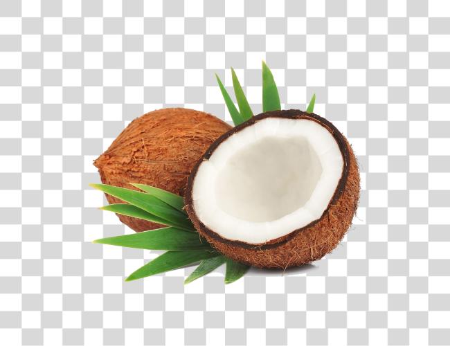 Download Coconut File Coconut Mature Clip arte