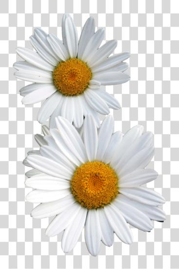 Download Other Flowers With No PNG file