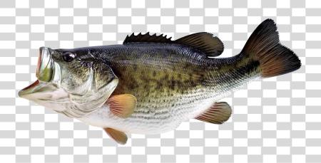 Download Fish Image Bass Fish PNG file