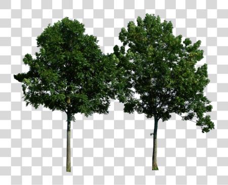 下载 Tree PNG file