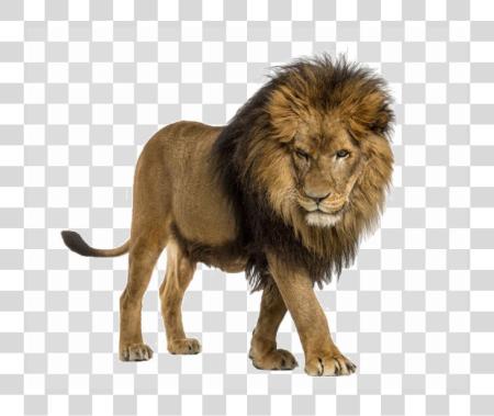 Download African Lion Imagen De Un Leon PNG file