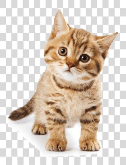 Download Cute Cat Background Singular Plural Cat Cats PNG file