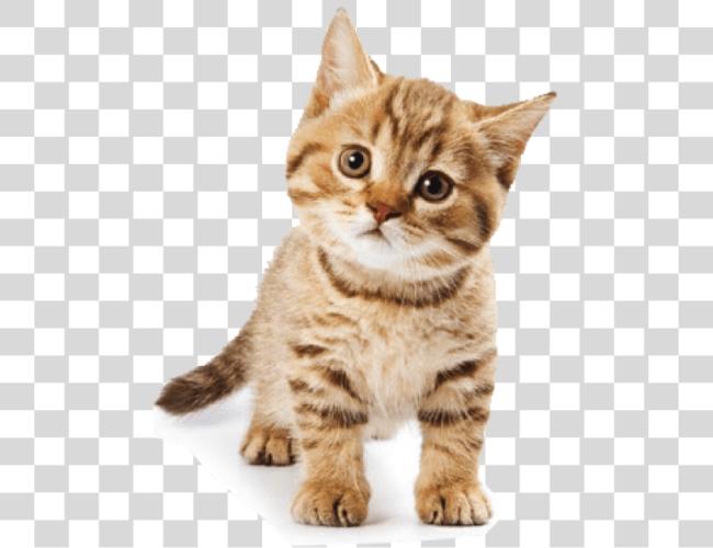 Download Cute Cat Background Singular Plural Cat Cats Clip Art